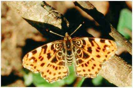 Papilionoidea Fam: