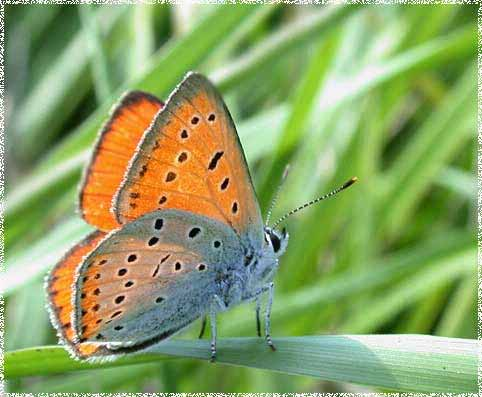 Superfam: Papilionoidea Fam: Lycaenidae -
