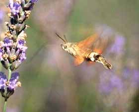 Superfam: Sphingoidea Fam: Sphingidae - szenderek