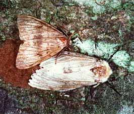 Superfam: Noctuoidea Fam: Lymantriidae -