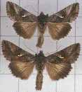 Superfam: Noctuoidea Fam: Noctuidae -