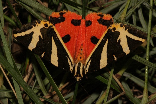 ábra: Farkasalmalepke (Zerynthia polyxena) Fotó: