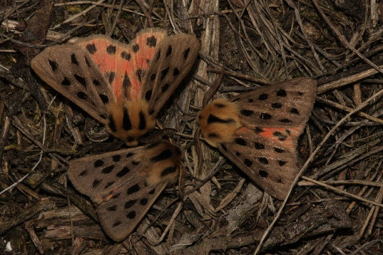 334 A kisalföldi meszes homokpuszta katonai használatú területeinek élővilága Euplagia quadripunctaria (PODA, 1761) csíkos medvelepke Nem kifejezetten csak erre az élőhelyre jellemző, de