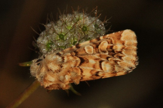 336 A kisalföldi meszes homokpuszta katonai használatú területeinek élővilága Hernyója kutyatej- (Euphorbia spp.), hölgymál- (Hieracium spp.) és sóskafajokat (Rumex spp.) fogyaszt.