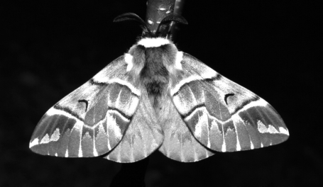 ÚJABB ELÕFORDULÁSI ADATOK SOMOGY NAGYLEPKE FAUNA ISMERETÉHEZ 371 2. ábra: Endromis versicolora (Linnaeus, 1758)! Belsõ somogyi nyíresek tavaszi aspektusának karakterfaja (Fotó: Sáfián Sz.