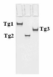 3. ábra Humán tripszinogén izoenzimek gélelektroforetikus képe 100 ul 2 μm Tg