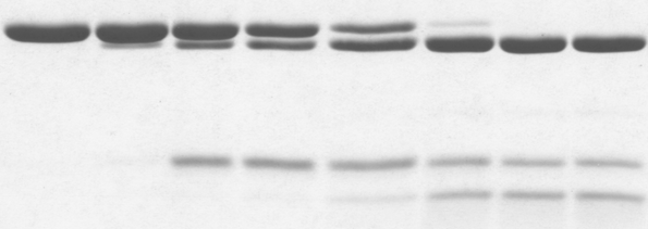 A Tg1 * a tripszin által Tr1 * -né alakulhat át. A keletkező Tr1 * az N-terminális B csíkkal követhető nyomon. A gélen megfigyelhető két peptidláncot a valóságban egy diszulfidkötés tartja össze.