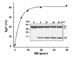 22. ábra 5 mm Ca 2+ hatása a K23Q kationos tripszinogén Arg122-Val123 kötés kationos tripszin általi hasítására A kísérleti körülmények megegyeznek a 21.