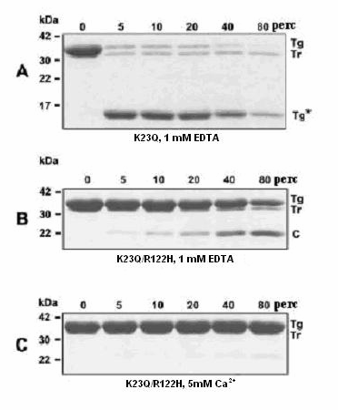 24. ábra A K23Q kationos tripszinogén és a K23Q/R122H kationos tripszinogén tripszinolitikus degradációja 5 μm végső koncentrációjú K23Q kationos tripszinogént (A panel) vagy K23Q/R122H kationos