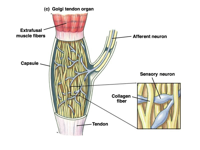 Golgi-féle