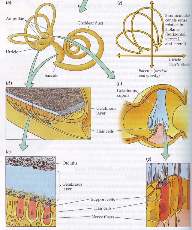 A vestibularis