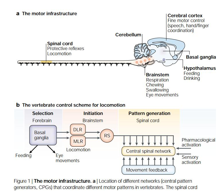 Lokomóció: idegrendszeri szabályozás