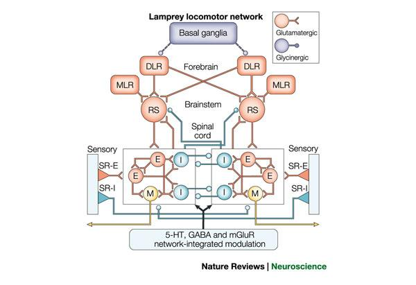 Lokomóció: idegrendszeri szabályozás