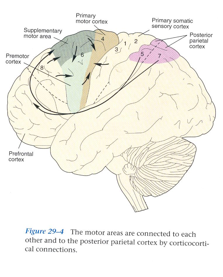 Főbb motoros területek az agykéregben - primer motoros area (Br. 4) - premotoros/supplementer motoros areák (Br. 6) - FEF (Br.
