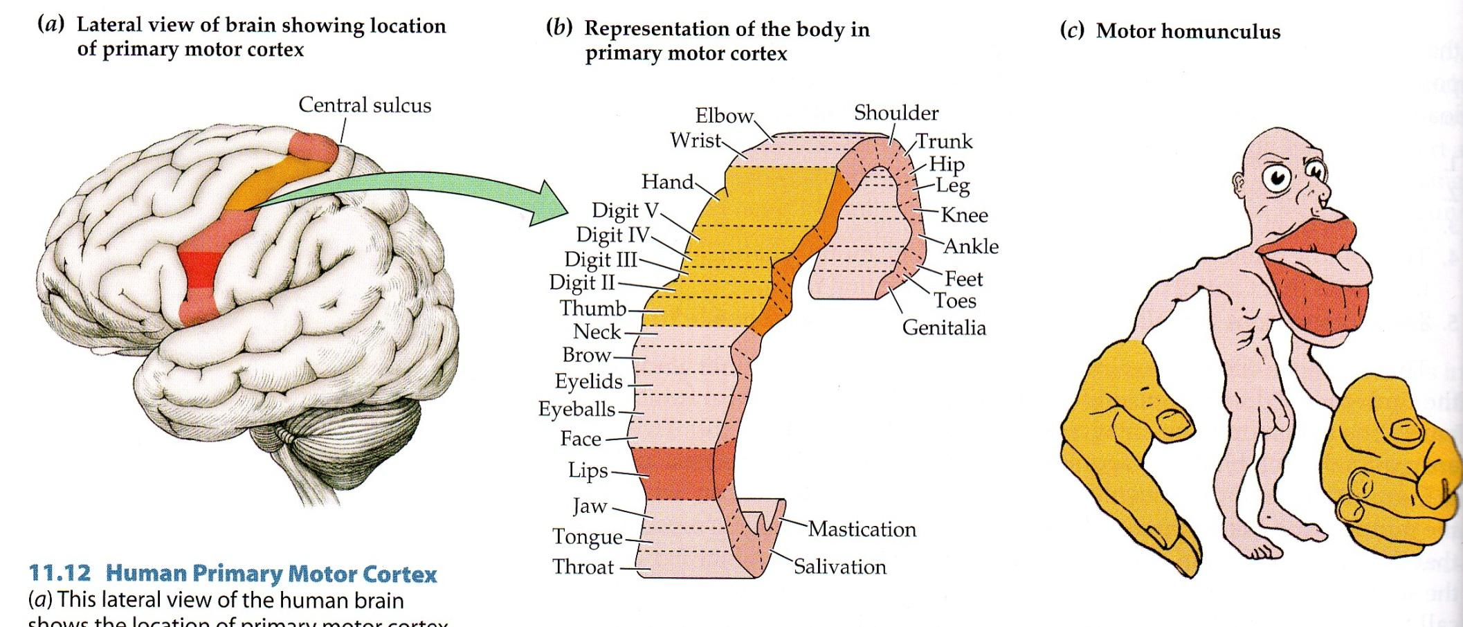 A motoros homunculus