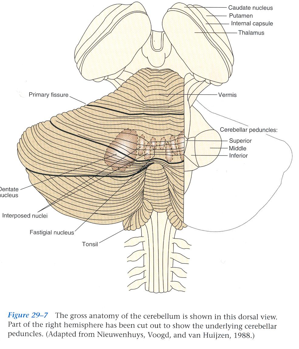 A kisagy - cerebellum