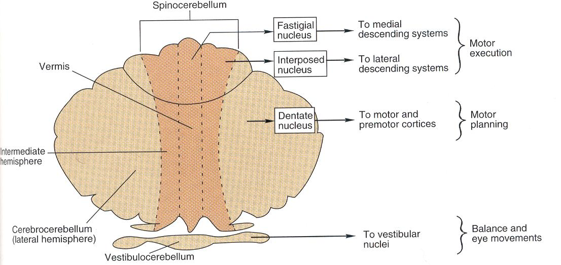 3. cerebrocerebellum (neocerebellum, hemispheriumok): a féltekék laterális része mozgások tanulása és a megtanult mozgások rögzülése tanult mozgások indítása