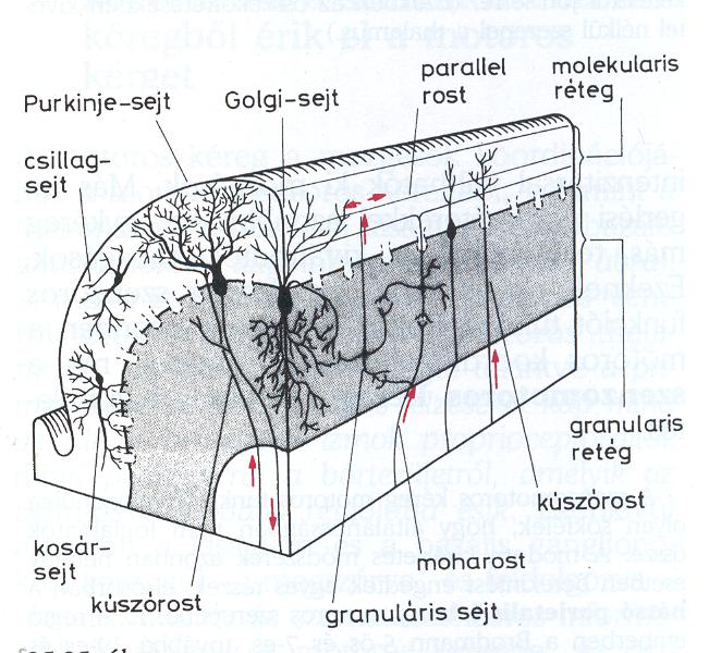 3. cerebrocerebellum folyt.: működése egysége a kisagyi modul serkentő bemenetek 1.moharost:-agytörzsből, gerincvelőből, interneuronokon keresztül 2.