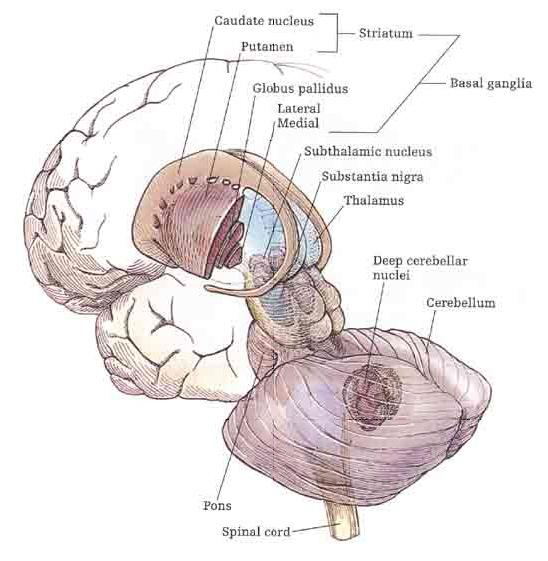 A törzsdúcrendszer (bazális ganglionok) Részei: -corpus striatum (neostriatum): -n.