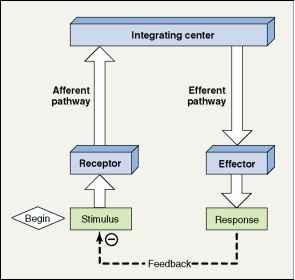 A szabályozás alapelve: reflexek Csoportosítás: Receptor-effektor elhelyezk.: proprioceptív (pl. miotatikus r.) exteroceptív (pl. flexor-r.