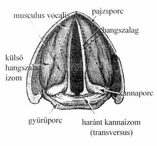 Hangképzés-hallás A tüdőből kiáramló levegő megrezegteti a hangszálakat, a rezgés átterjed egy másik, a hangszállal érintkező közegbe, a levegőbe. A hullám orrása most a rezgő hangszál.