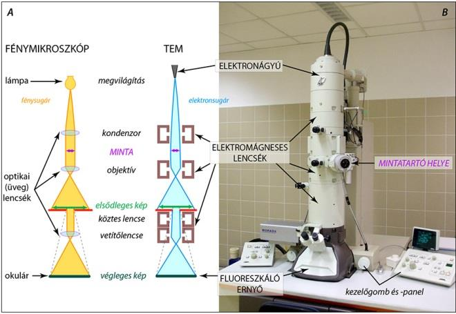 Transzmissziós üzemmódban: az elektronmikroszkóp képernyőjére sak a