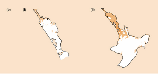 Aedes aegypti