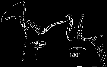 stretched with ½ turn (180 ). 6.