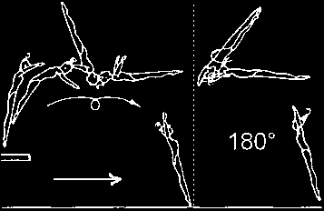 6.000 DISMOUNTS A B C D E F/G 6.101 Free (aerial) walkover fwd with ½ twist (180 ) 6.201 Free (aerial) walkover fwd with 1/1 twist (360 ) 6.301 Free (aerial) walkover fwd with 1½ twist (540 ) 6.401 6.
