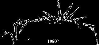 301 Salto bwd stretched with 1½ or 2/1 twist (540 or 720 ) 5.401 Salto bwd stretched with 2½ twist (900 ) 5.