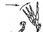 change also with ½ turn (180 ) legs together or straddled 2.