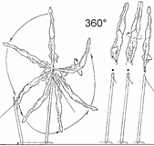 arm: also with ½ turn (180 ) to hstd, 3.