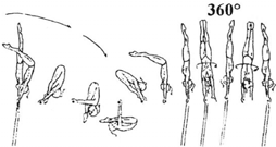 4.105 4.205 Facing inward Stalder bwd with release and counter movement fwd in flight to hang on HB 4.000 STALDER CIRCLES A B C D E F/G 4.
