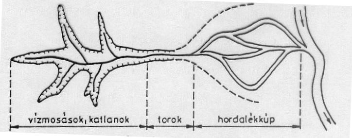 Vízmosás