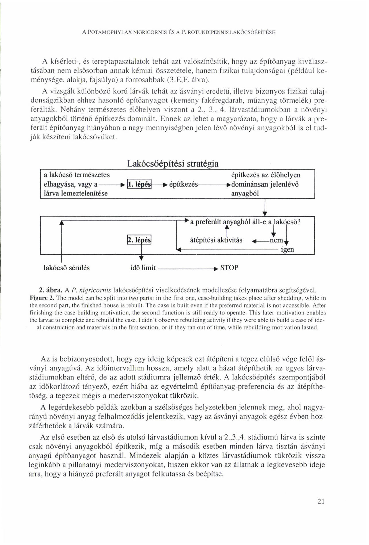 A POTAMOPHYI.AX N1GRICORNIS ÉS A P.