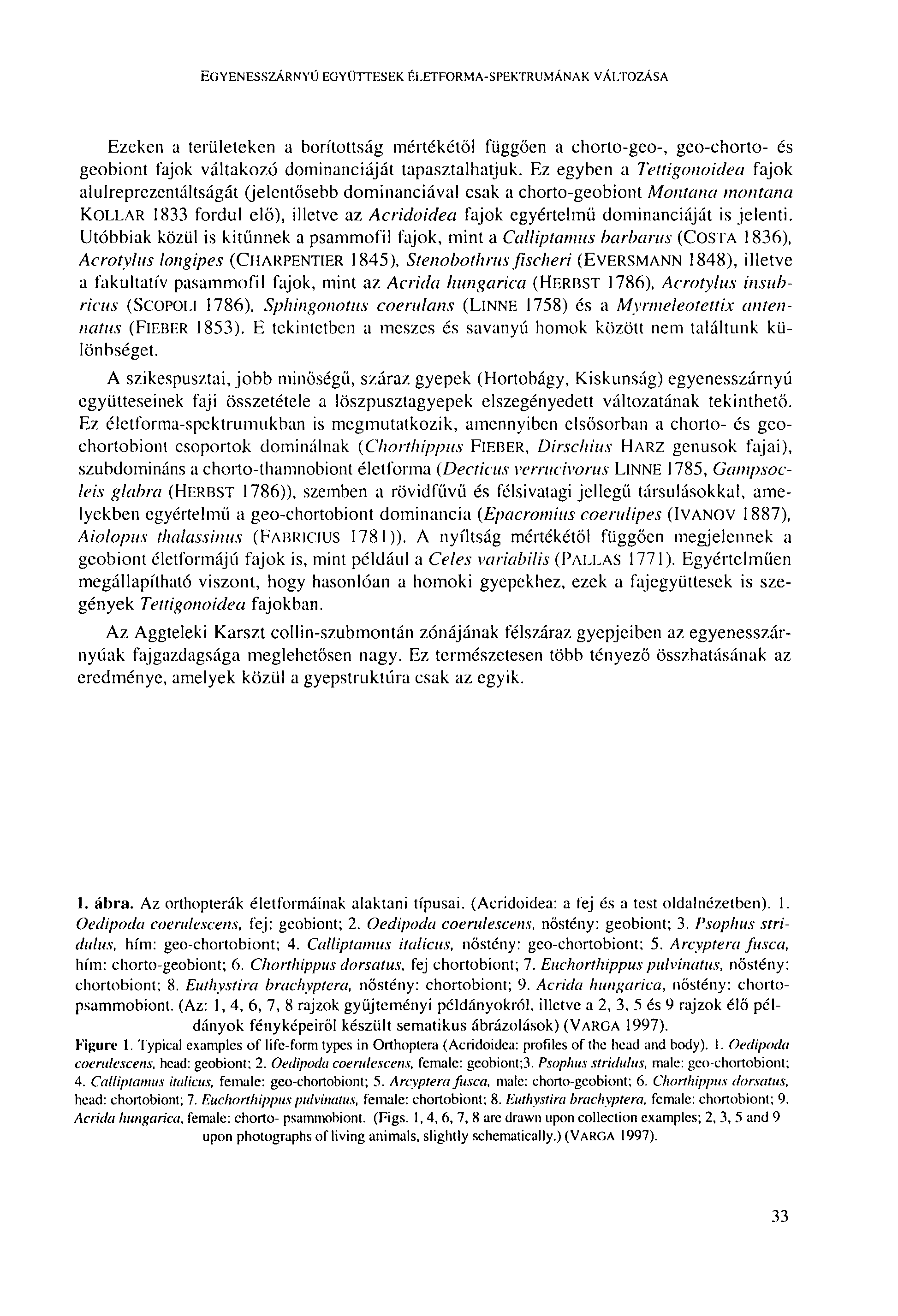 EGYENESSZÁRNYÚ EGYÜTTESEK ÉLETFORMA-SPEKTRUMÁNAK VÁLTOZÁSA Ezeken a területeken a borítottság mértékétől függően a chorto-geo-, geo-chorto- és geobiont fajok váltakozó dominanciáját tapasztalhatjuk.