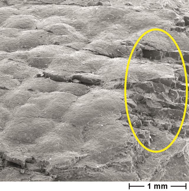 5. ábra: A törött felületen látható, hogy a Nilssonia mag belsejében szerkezet nélküli szén maradt meg.