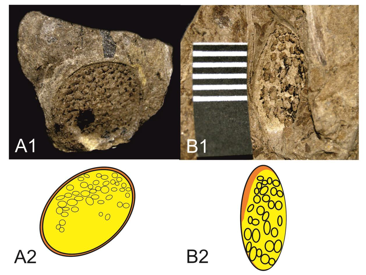 6. ábra: Különböző megtartású Cycadospermum fosszíliák a szardíniai anyagban.