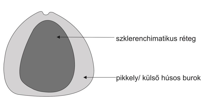 Diszkusszió HARRIS (1932) azokra az egyértelműen Bennettitales rokonsági körbe tartozó magokra és fruktifikációkra hozta létre a Bennetticarpus genust, melyek anyanövénye nem határozható meg.
