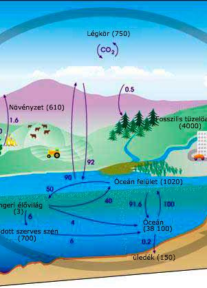 A szén biogeokémiai körforgása geopolimer. Mennyiségét, illetve a karbonát mennyiségéhez viszonyított arányát a szén természetes izotópjainak arányából ( 13 C/ 12 C) következtethetjük ki.