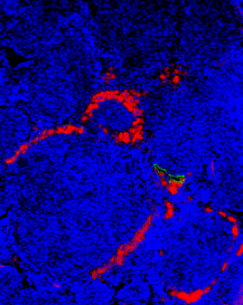 Renyi-Vamos et al. 3.