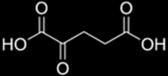 Oxálecetsav  ketoglutársav (aminosav