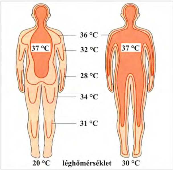 3. Az emberi szervezet hıháztartása 3.1. Általános jellemzés Az emberi szervezet mőködıképességének alapvetı kritériuma a test belsı részének, a testmagnak állandó hımérséklete.