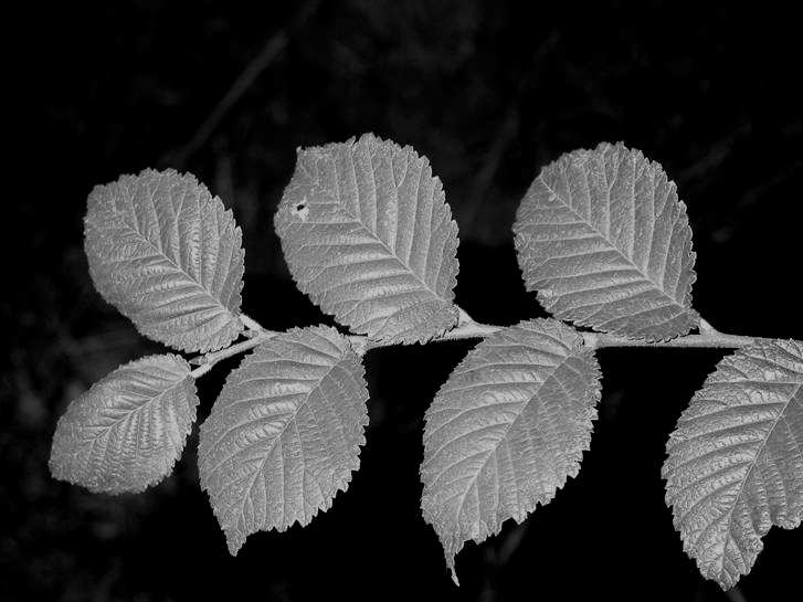 ++ Ulmus campestris agg. (U. foliacea, U.