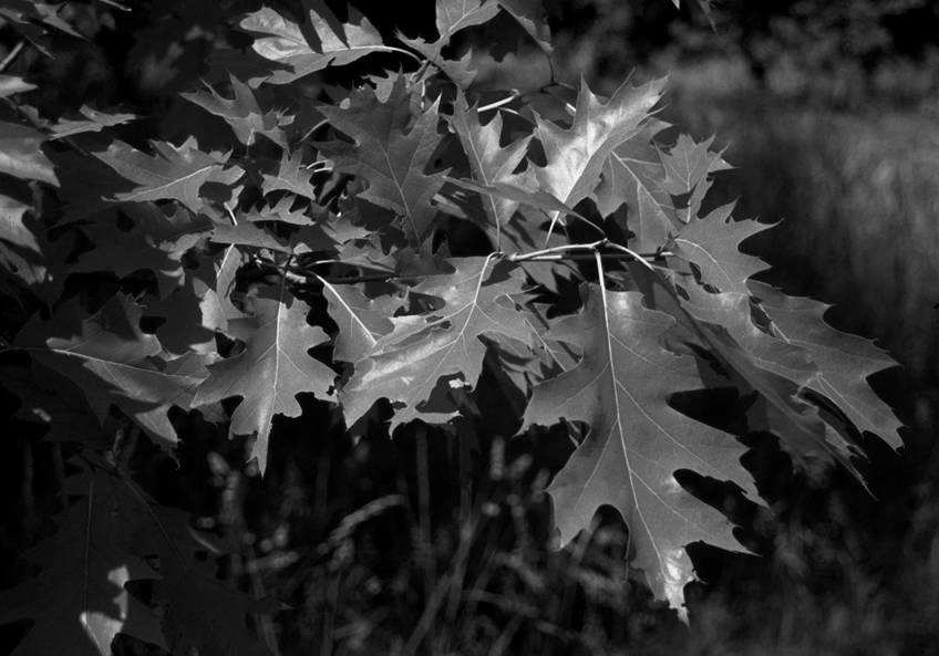 ++ Quercus rubra (Q.