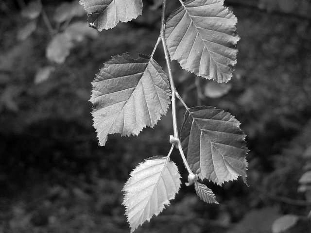 + Alnus viridis