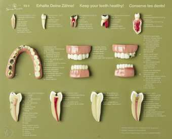 , Mélység: 18 cm., Súly: 1.6 kg ES 6 Tartsd egészségesen a fogaidat! - bemutatótábla A fogak természetes méretben és kinagyítva is láthatók.