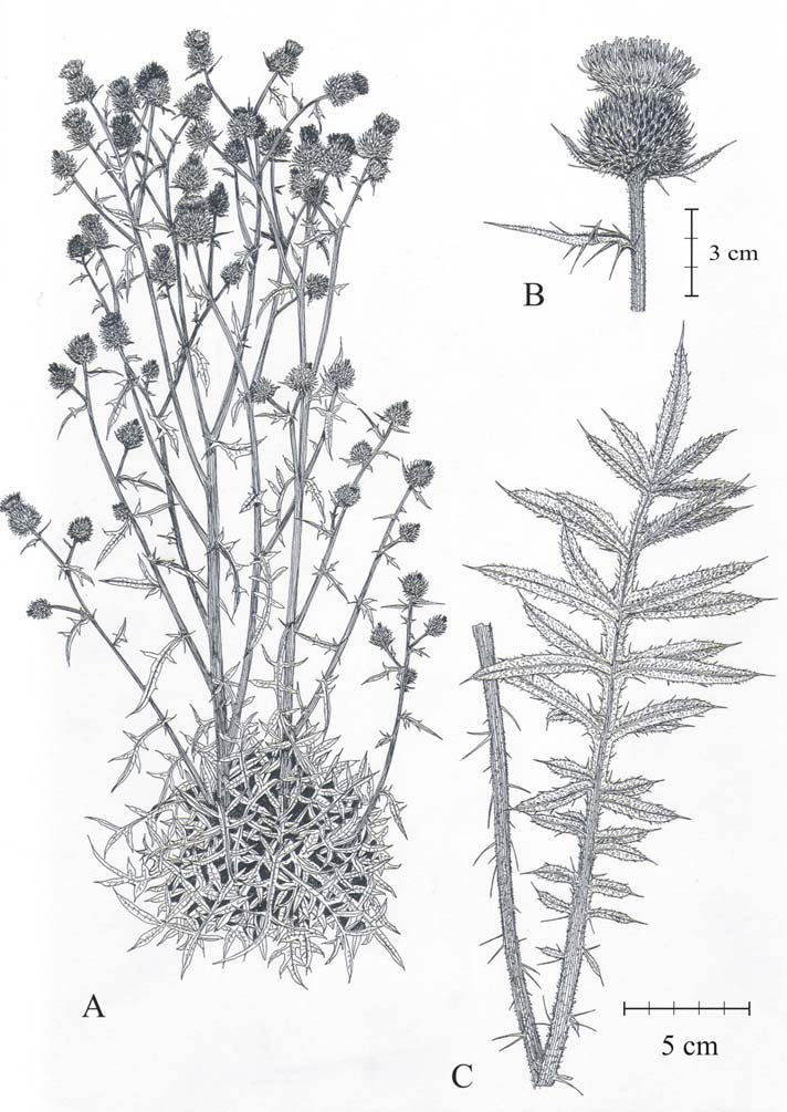 74 CSIKY J. et al.: A Cirsium boujartii újrafelfedezése Magyarországon 1. ábra. Cirsium boujartii (PILL. et MITTERP.) SCHULTZ BIP.
