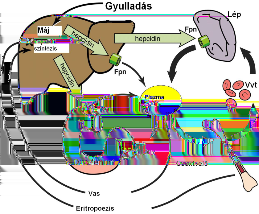 1. Bevezetés A hepcidin ferroportinhoz, az egyetlen eddig ismert vasexporterhez való kötődésével előidézi annak intracelluláris degradációját, így végső soron a hepcidin gátolja a vas duodenumból