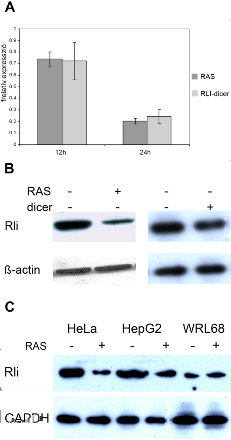 4. Eredmények sejteket 12, 24 órás kezelés után gyűjtöttük össze, az Rli mennyiségi változását mrns szinten real time PCR-ral, fehérje szinten Western blot analízissel bizonyítottuk.